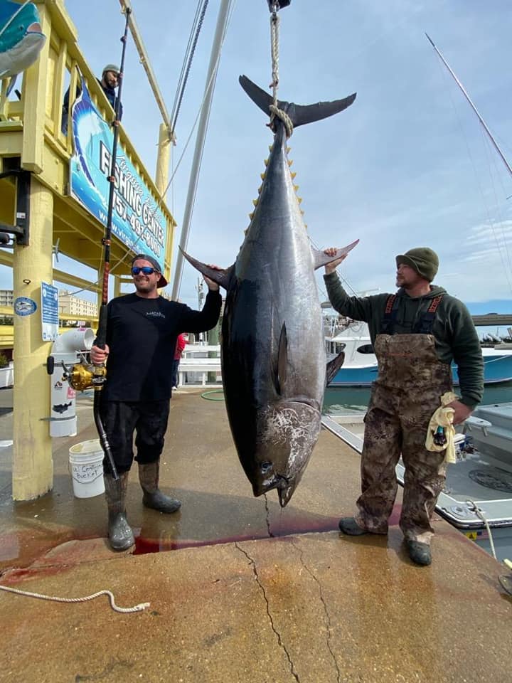 Virginia State Record Bluefin Tuna