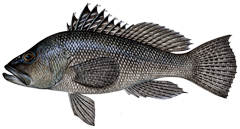 bass black sea png